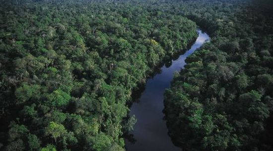 Madagascar Rain forest.jpg