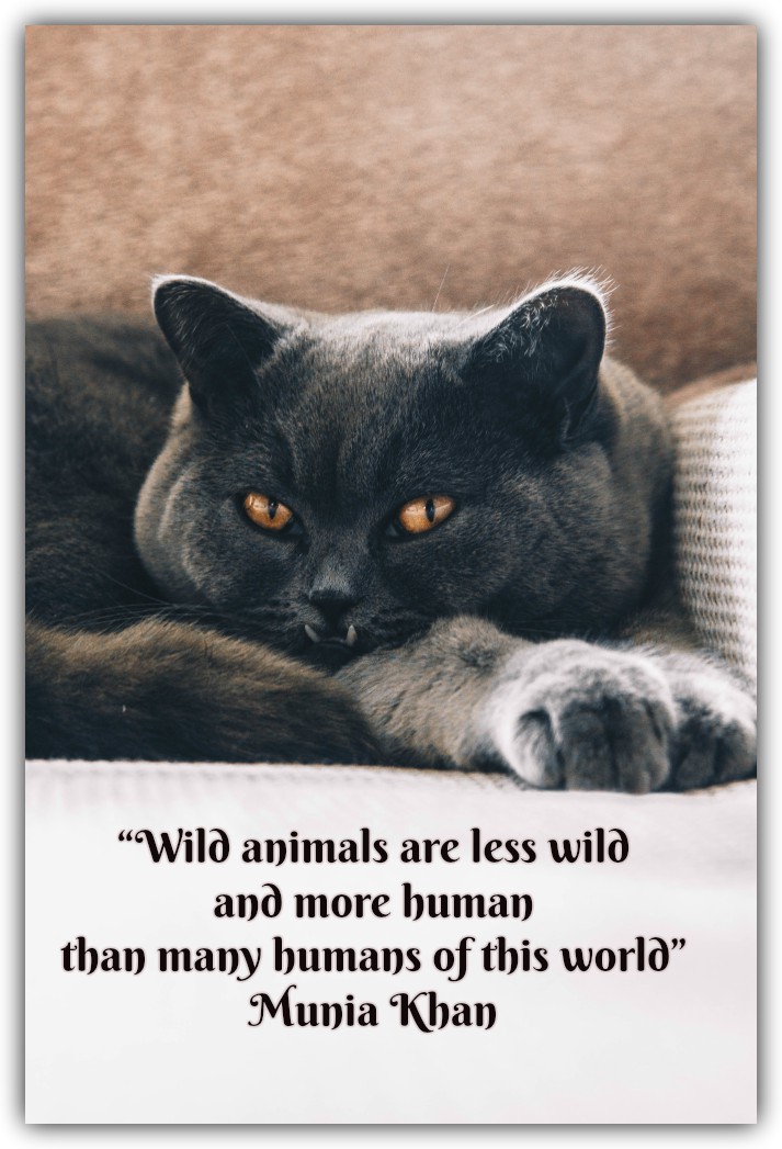 “Wild animals are less wild and more human than many humans of this world”Munia Khan